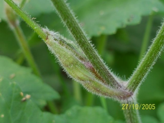 Heracleum sphondylium subsp. sphondylium / Panace comune